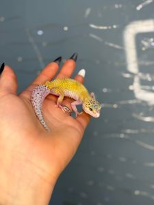 гекон эублефар, леопардовий гекон, еу, еушка - ручні гекони