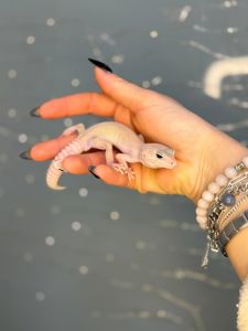 гекон эублефар, леопардовий гекон, еу, еушка - ручні гекони