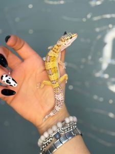 гекон эублефар, леопардовий гекон, еу, еушка - ручні гекони