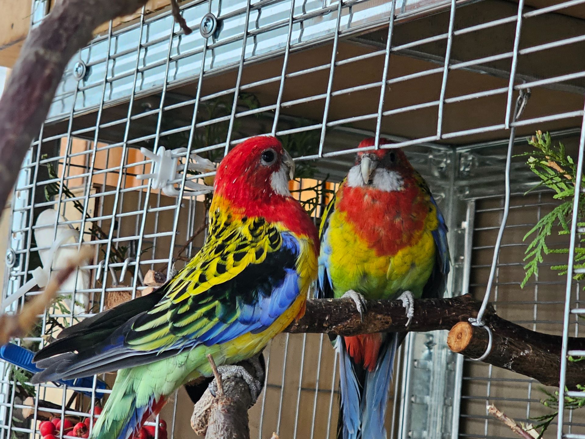 Пара розели папуг