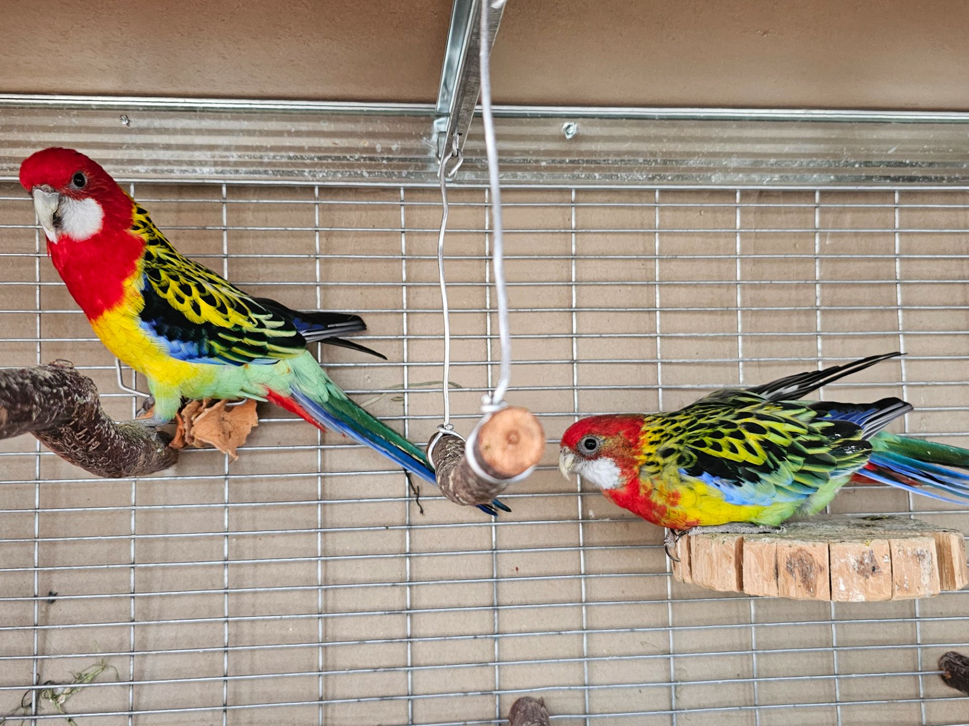 Пара розели папуг