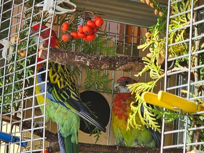 Пара розели папуг