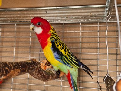 Пара розели папуг