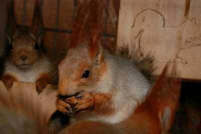 білка руда, кримська срібляста білочка, білченята
