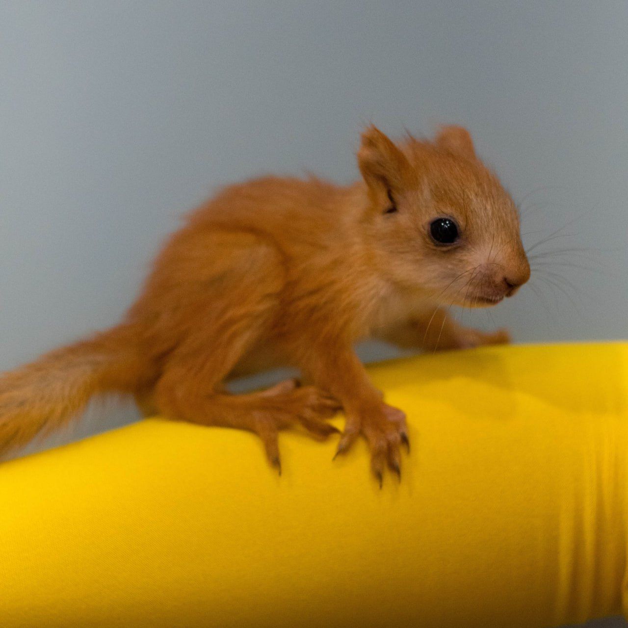 білка руда, кримська срібляста білочка, білченята