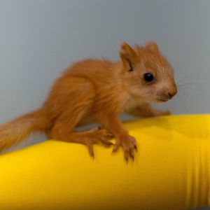 білка руда, кримська срібляста білочка, білченята