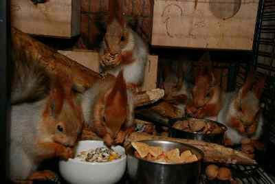 білка руда, кримська срібляста білочка, білченята