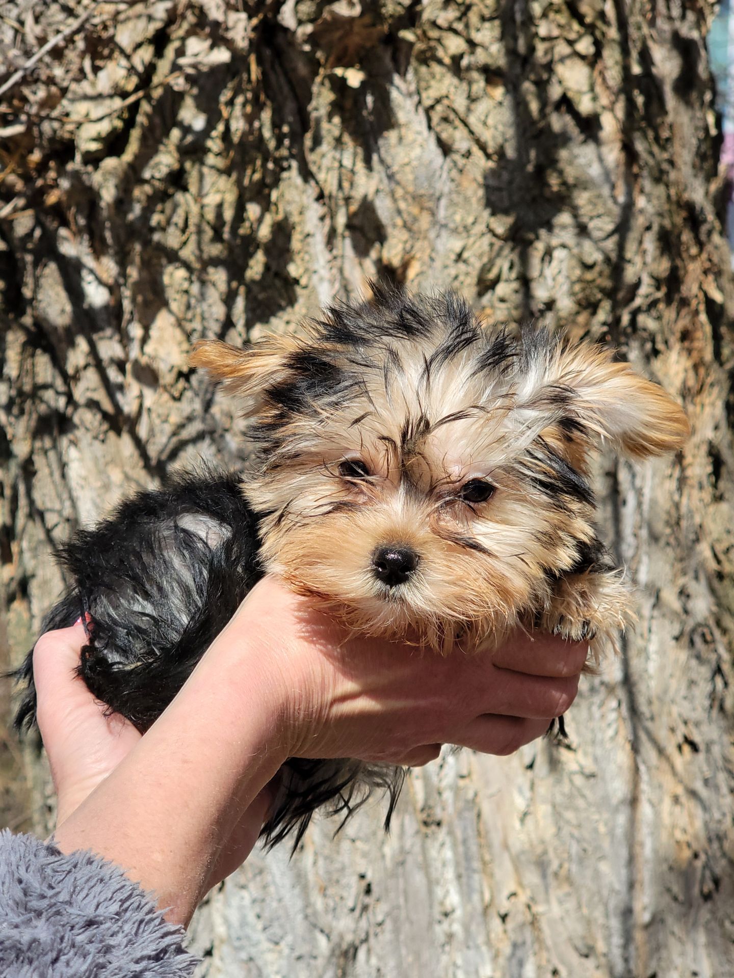 Йорк дівчинка