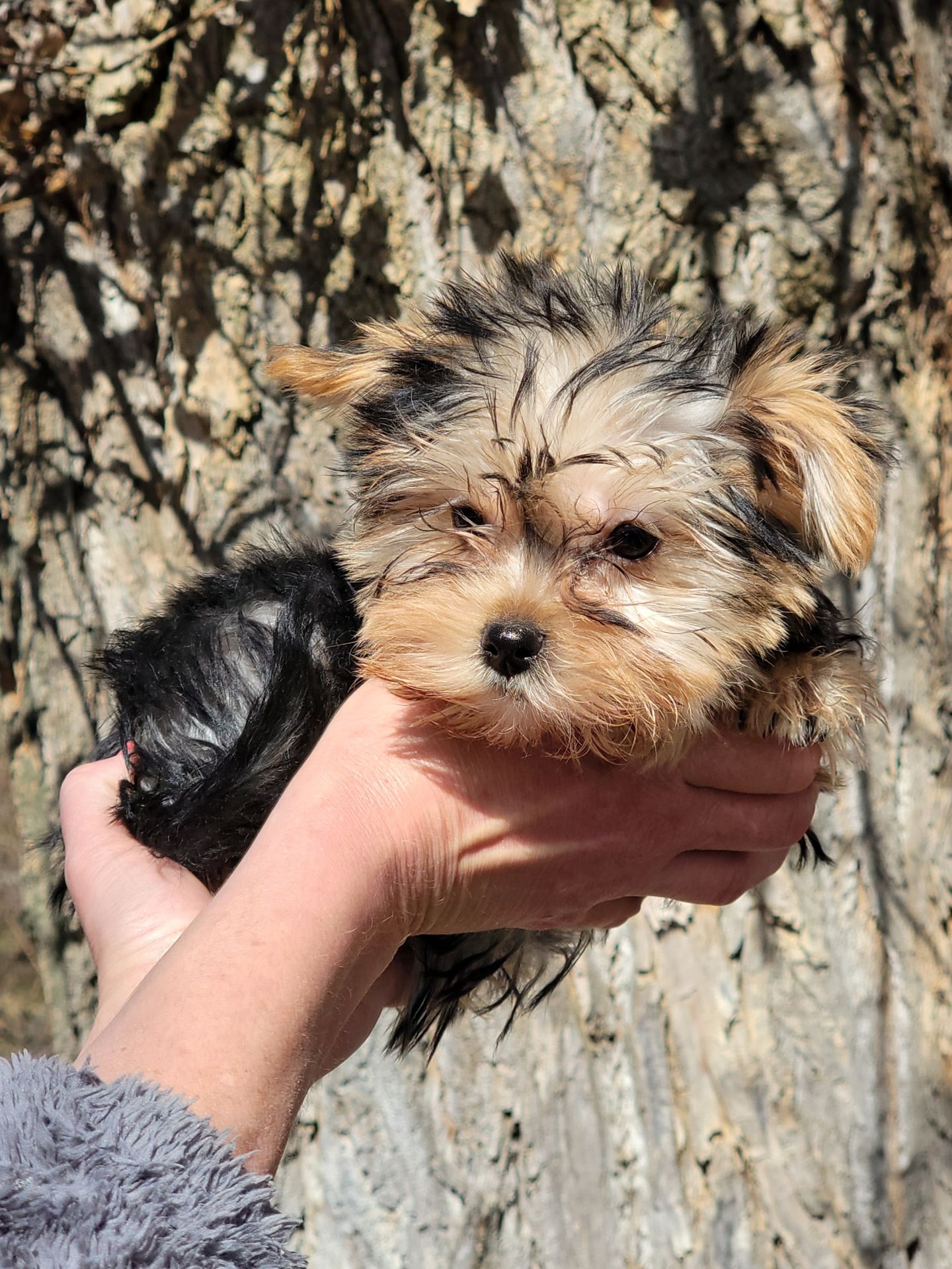 Йорк дівчинка