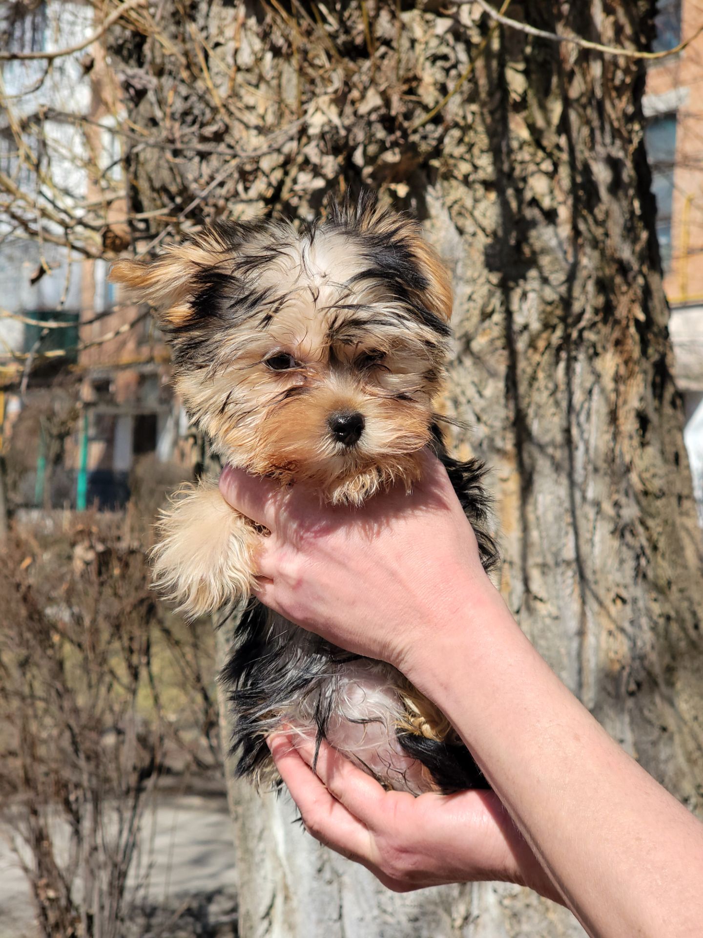 Йорк дівчинка