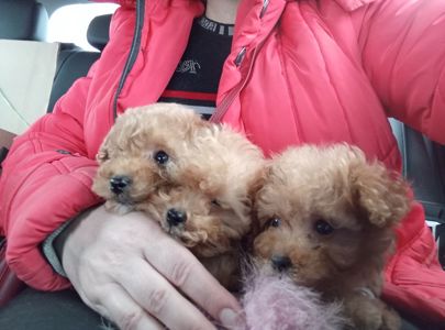 Щенки мальтипу