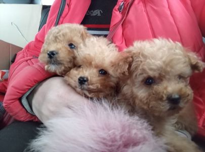 Щенки мальтипу