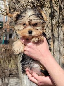 Йорк дівчинка