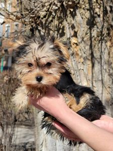 Йорк дівчинка