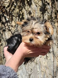 Йорк дівчинка