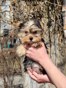 Йорк дівчинка