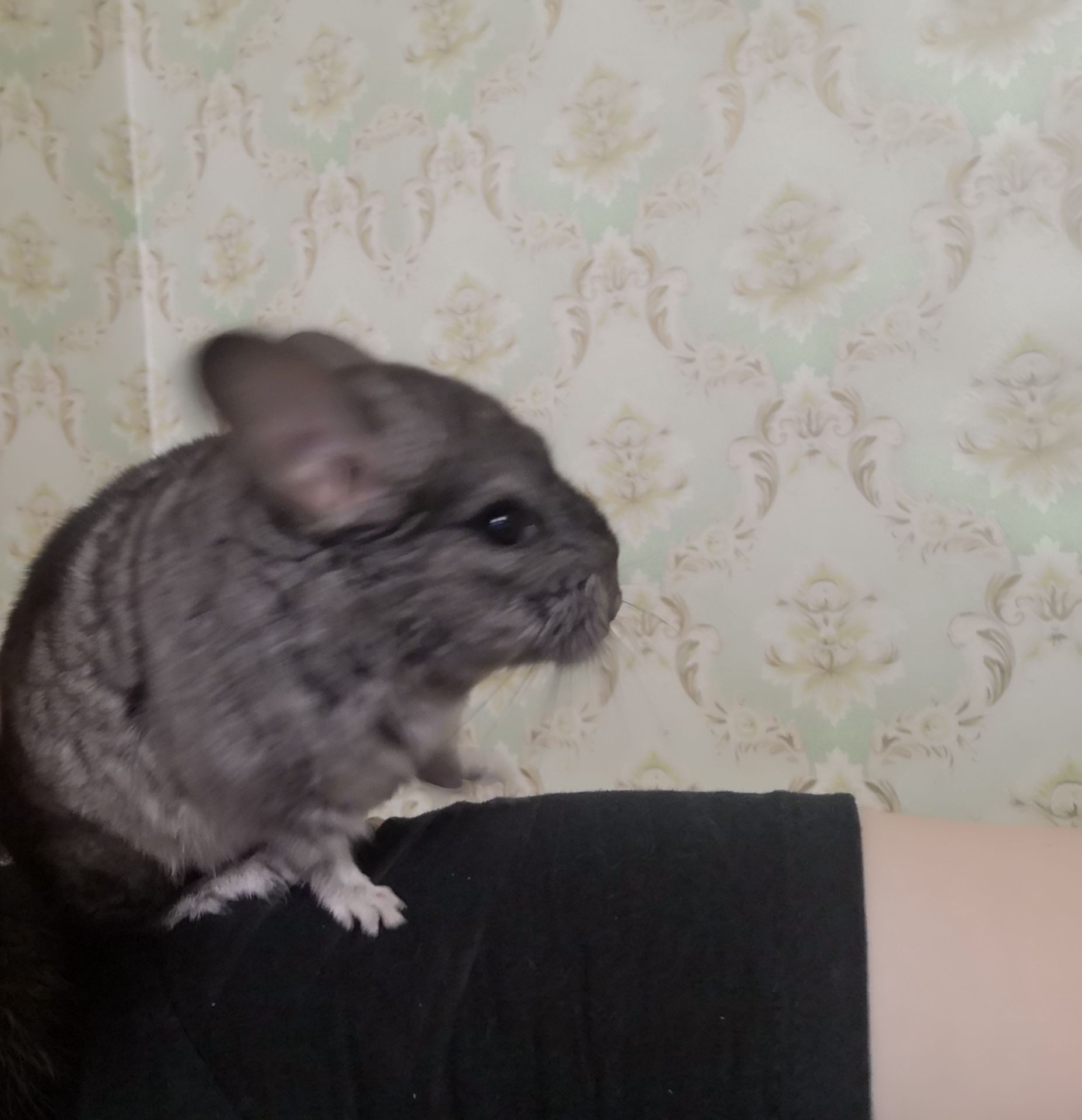 Продам шушодівчинку