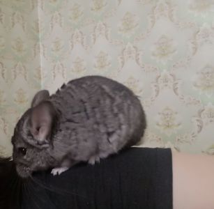 Продам шушодівчинку