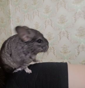 Продам шушодівчинку