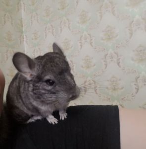 Продам шушодівчинку