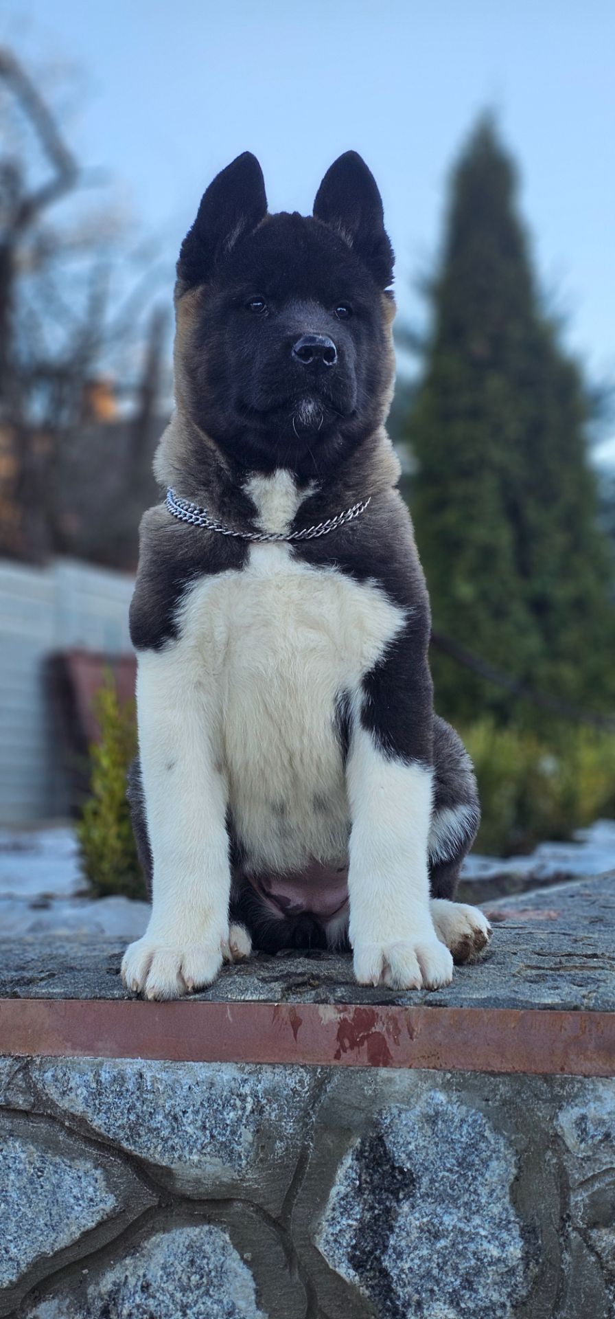 Девочки Американской акиты КСУ