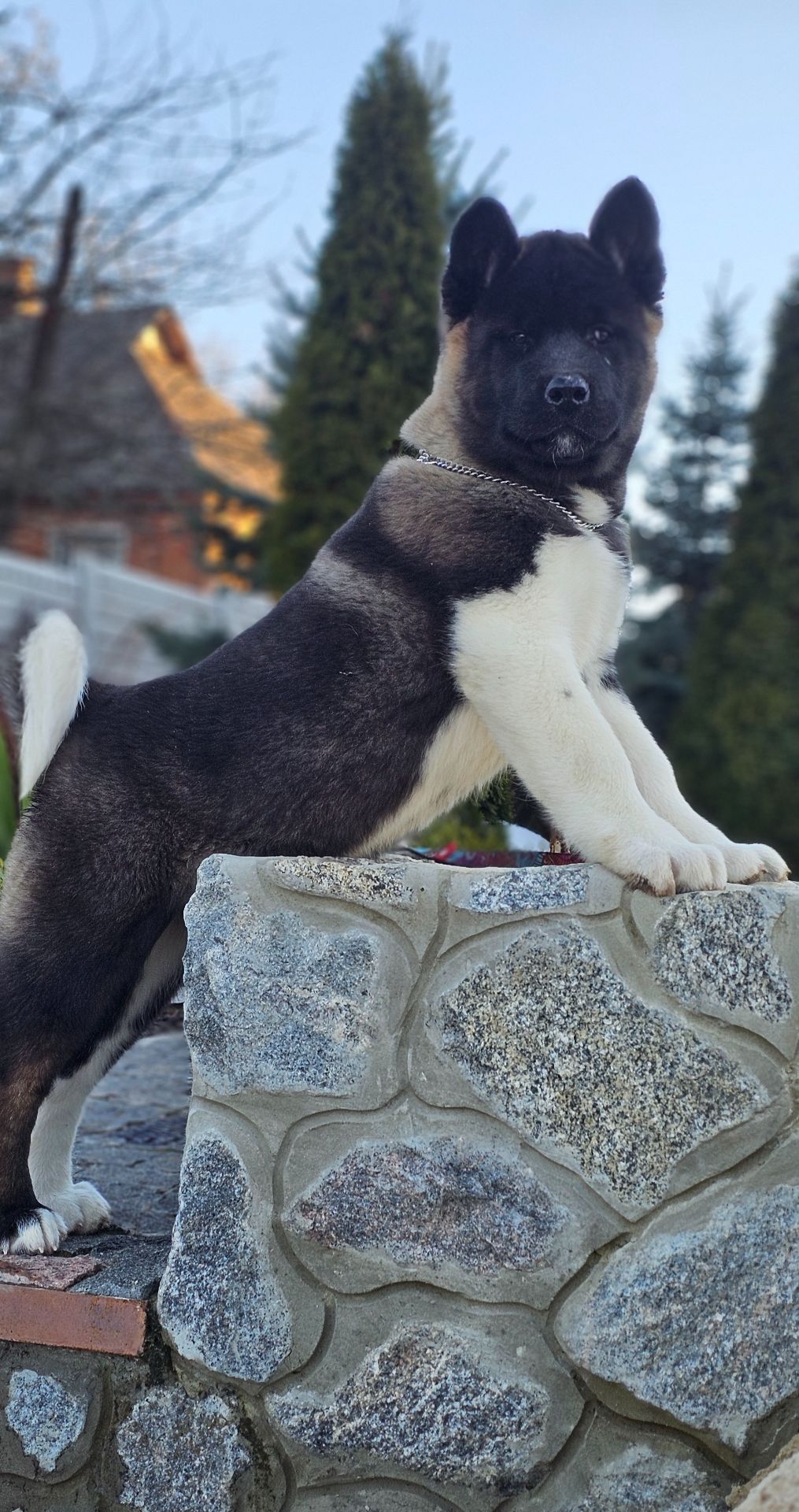 Девочки Американской акиты КСУ