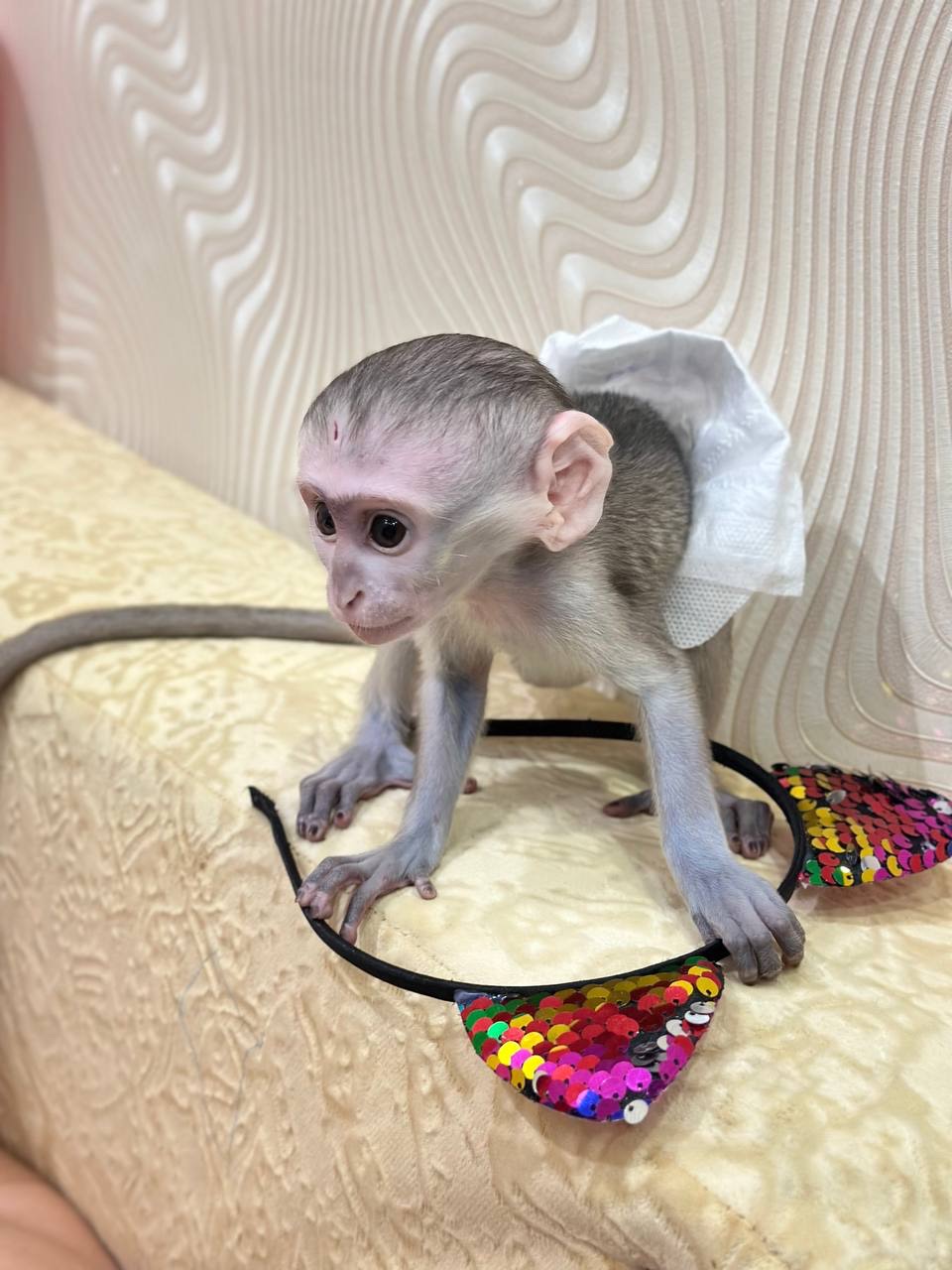 Малыш верветки полностью ручной, детеныш