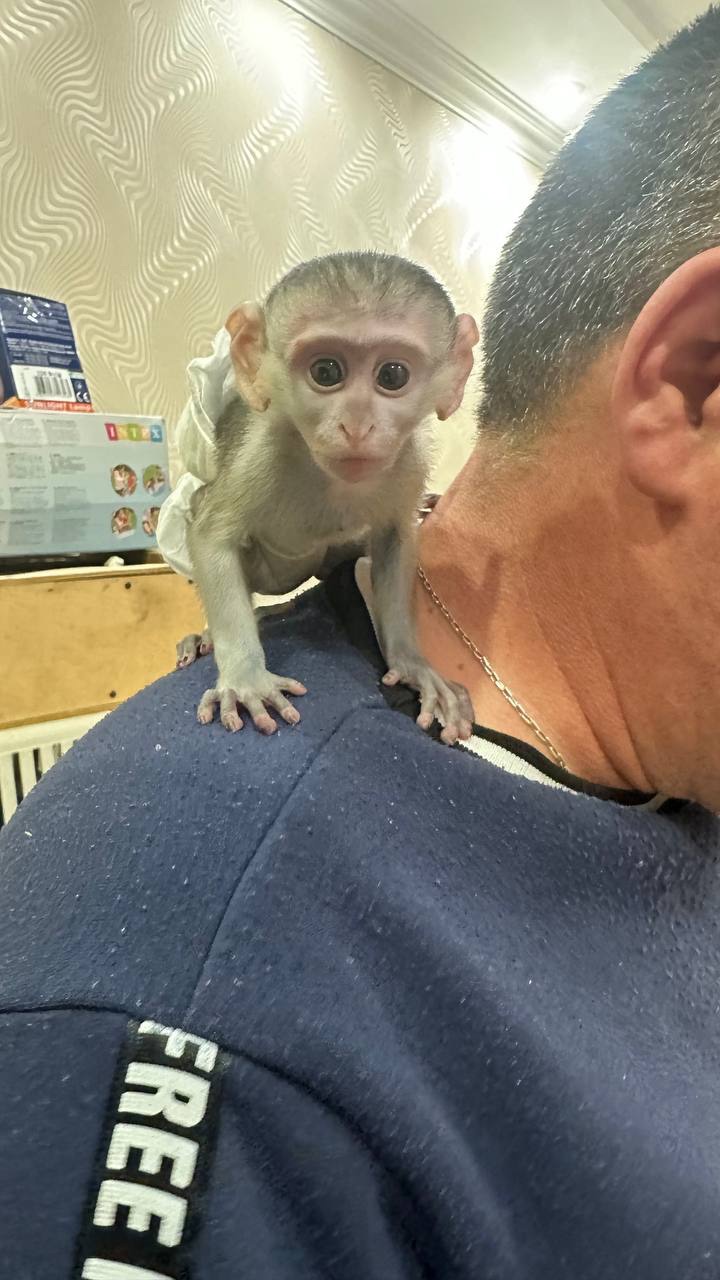 Малыш верветки полностью ручной, детеныш