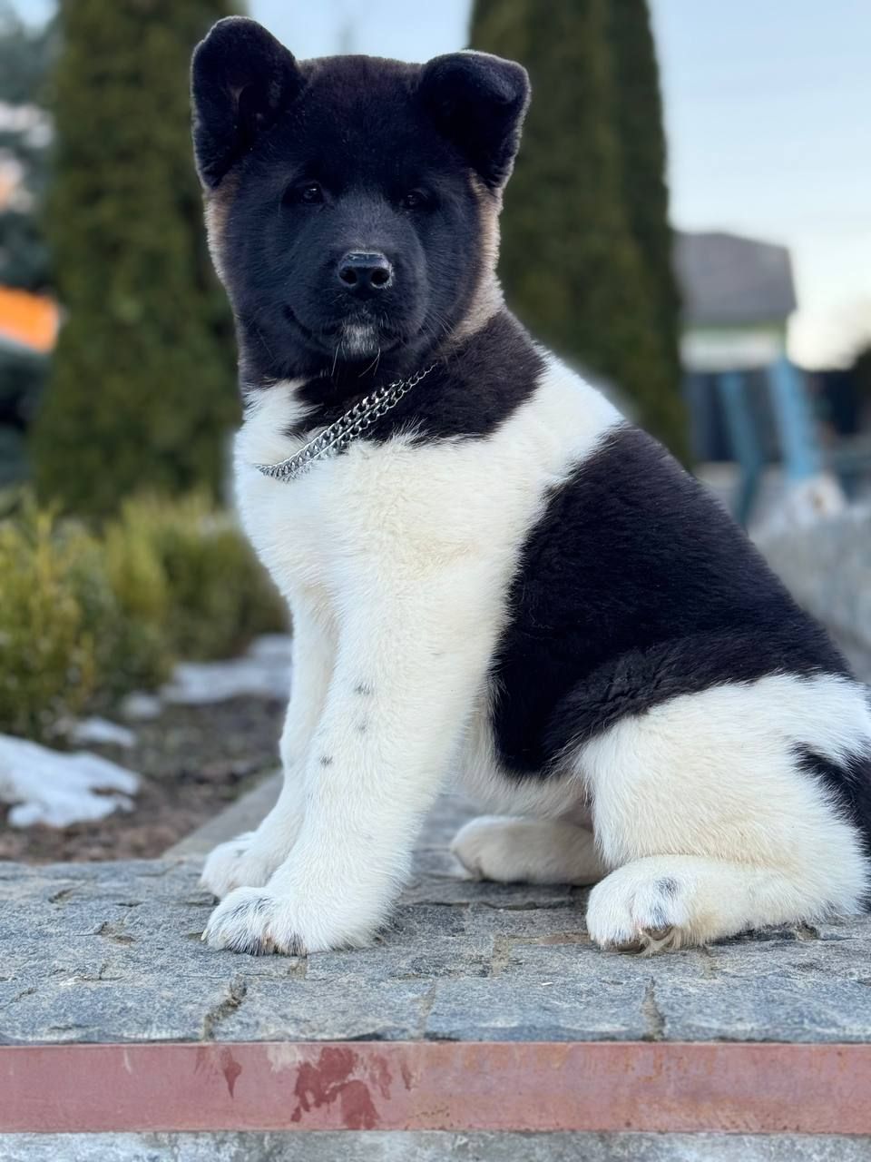 Девочки Американской акиты КСУ