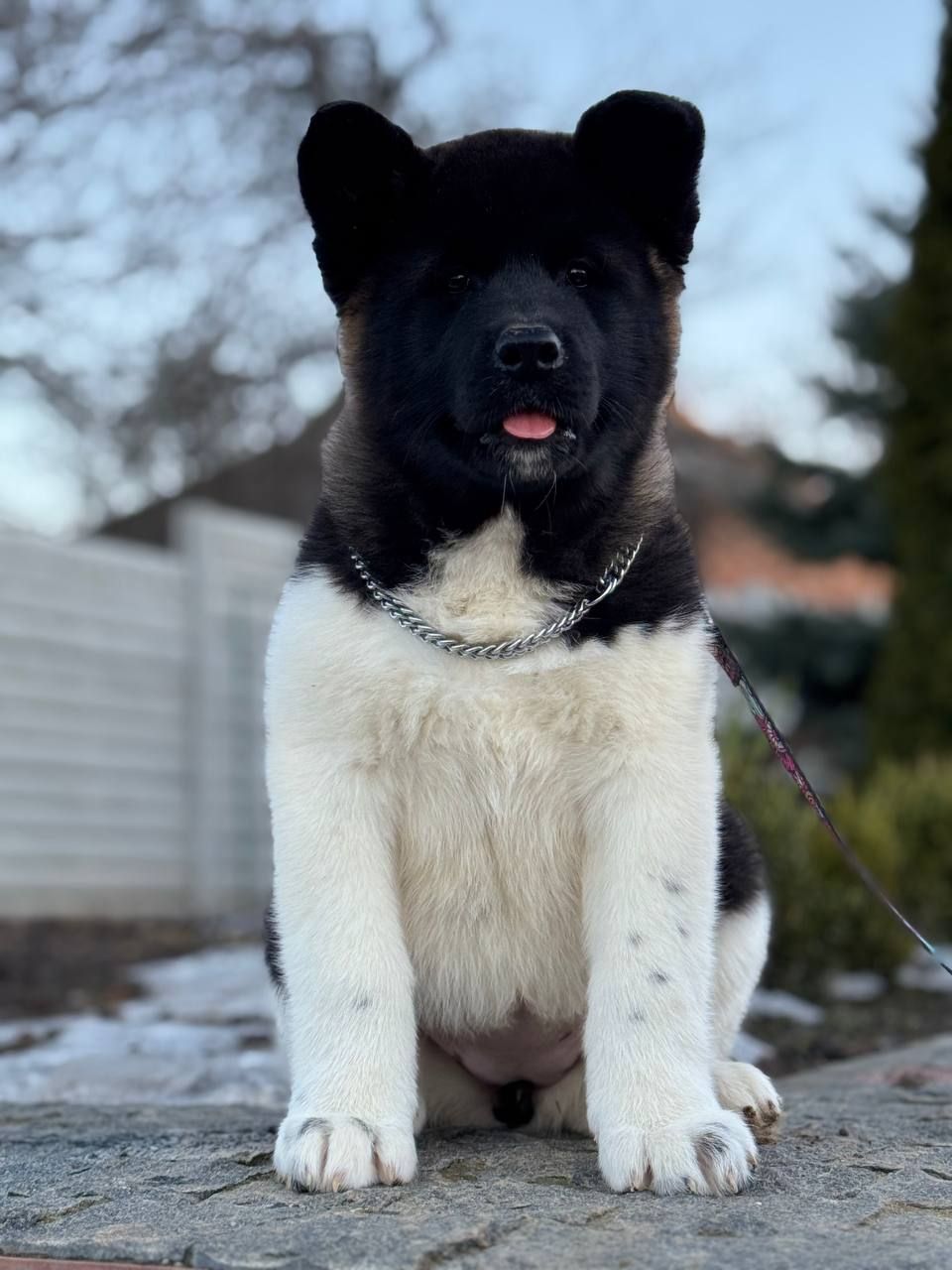 Девочки Американской акиты КСУ