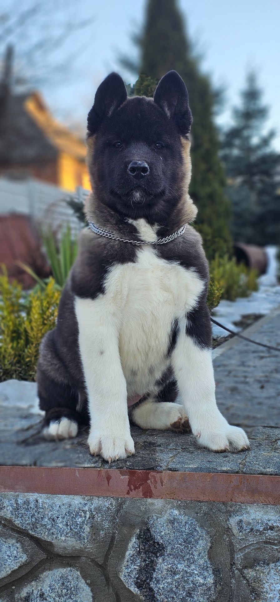 Девочки Американской акиты КСУ