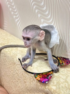 Малыш верветки полностью ручной, детеныш