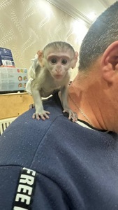 Малыш верветки полностью ручной, детеныш