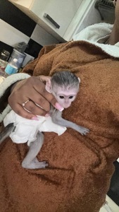 Малыш верветки полностью ручной, детеныш