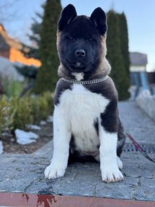 Девочки Американской акиты КСУ