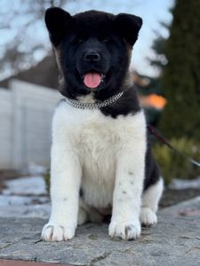 Девочки Американской акиты КСУ