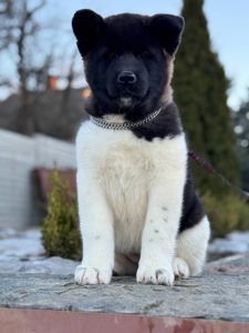 Девочки Американской акиты КСУ