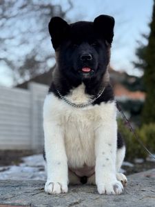 Девочки Американской акиты КСУ