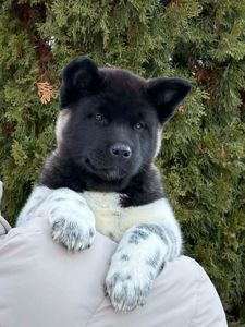 Девочки Американской акиты КСУ