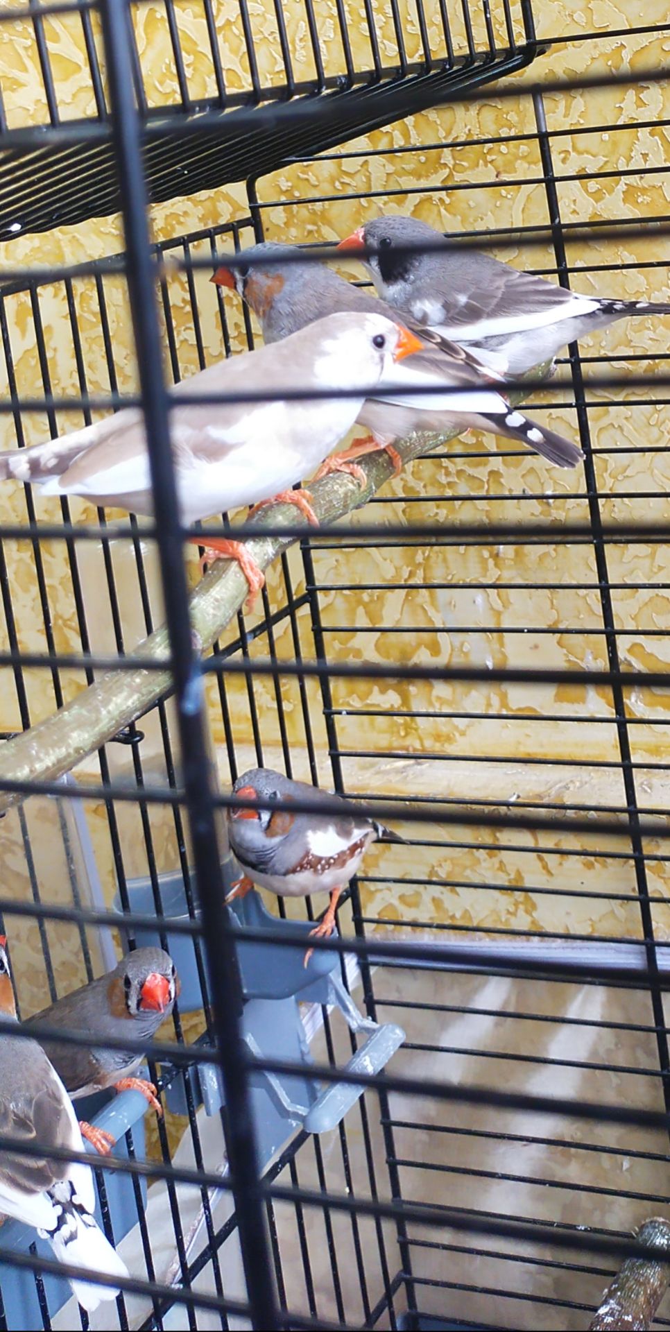 Зебровые амадины