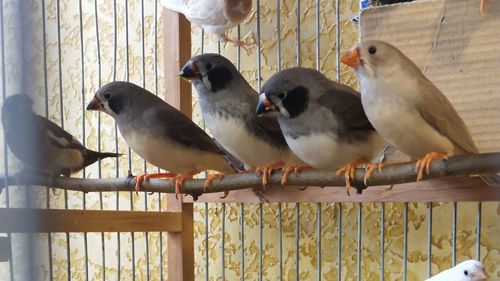 Зебровые амадины