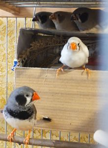 Зебровые амадины