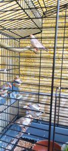 Зебровые амадины