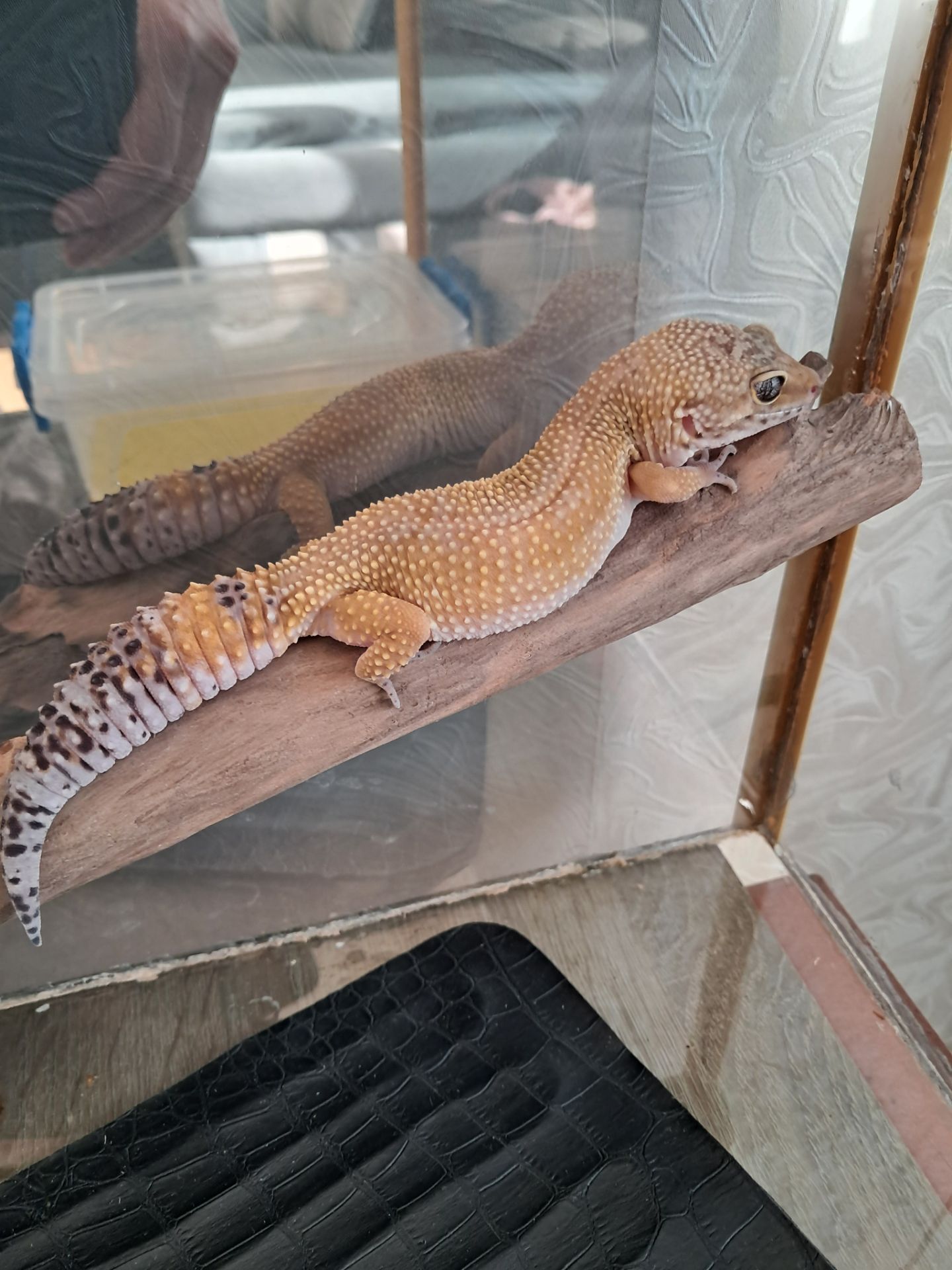 Красавица эублефар