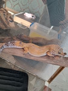 Красавица эублефар