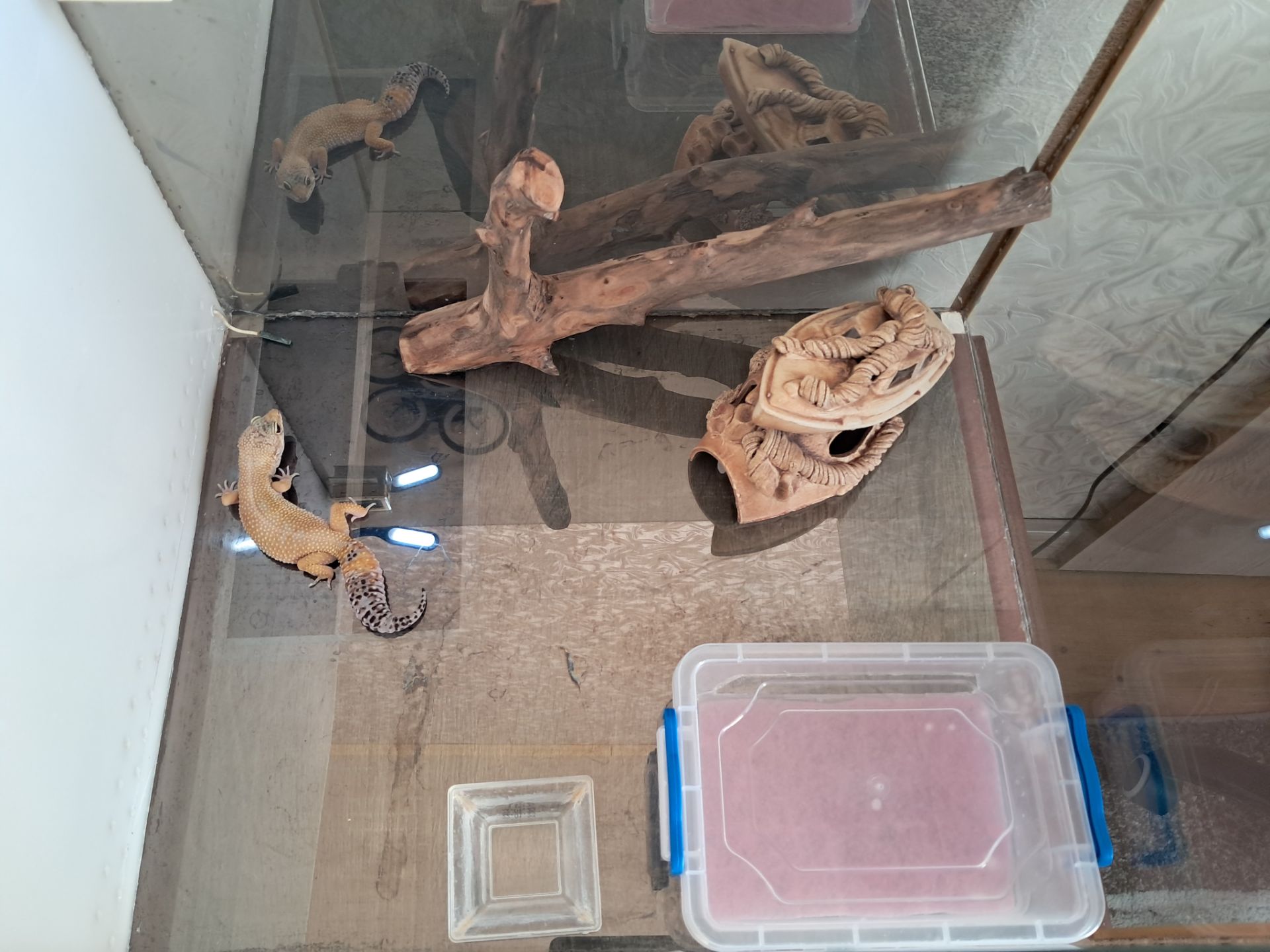 Красавица эублефар