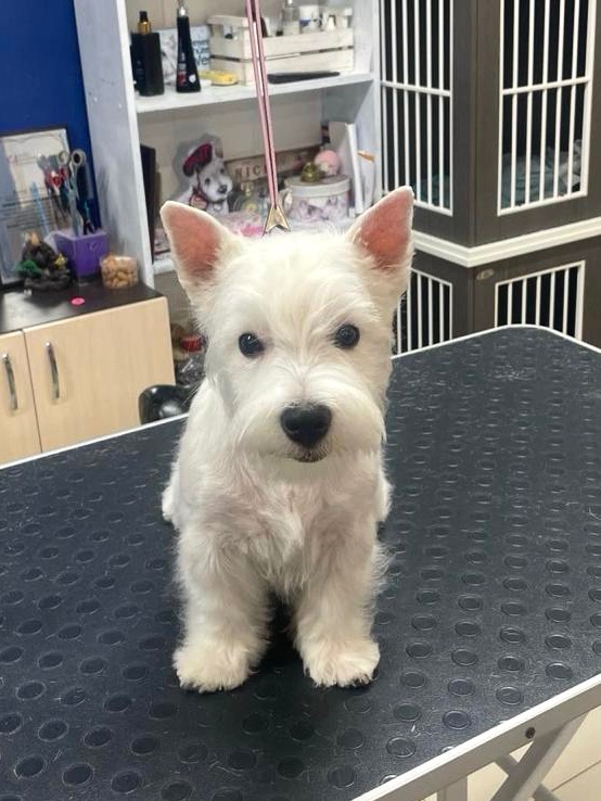 Цуценя хлопчик Вест 5 місяців шукає родину