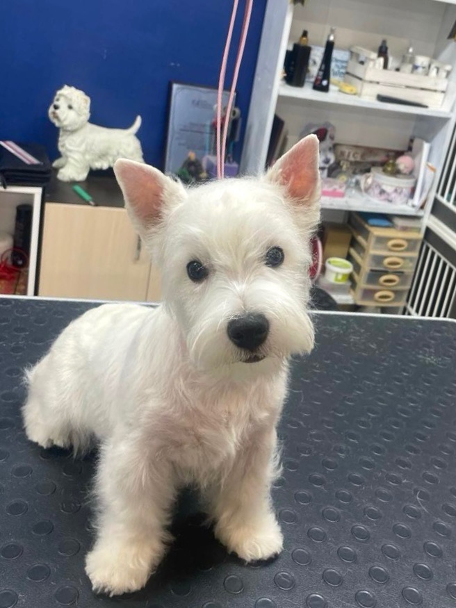 Цуценя дівчинка Весті шукає люблячу маму