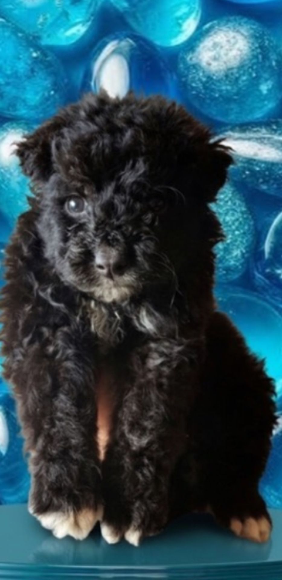 Продаю щенка метис Муди ( Венгерская овчарка) и бордер колли