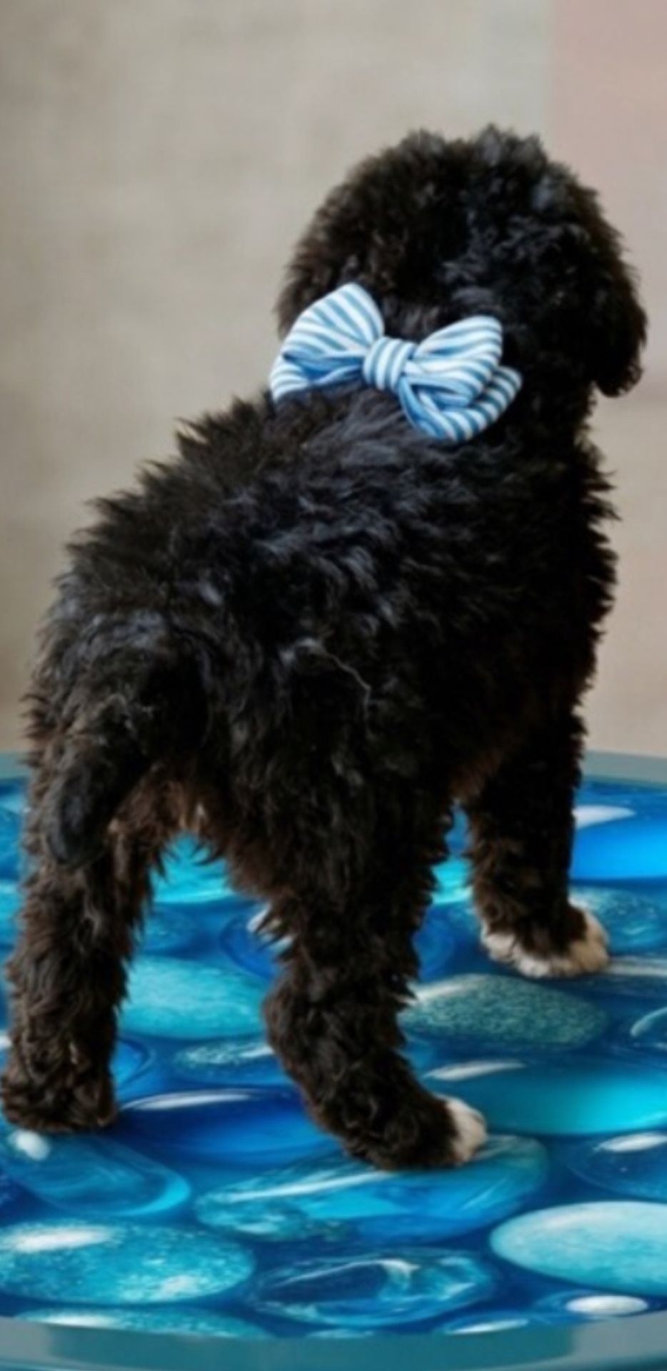 Продаю щенка метис Муди ( Венгерская овчарка) и бордер колли